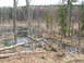 Beaver Dam - sometimes you have to cross some nasty spots to get to the goodies.